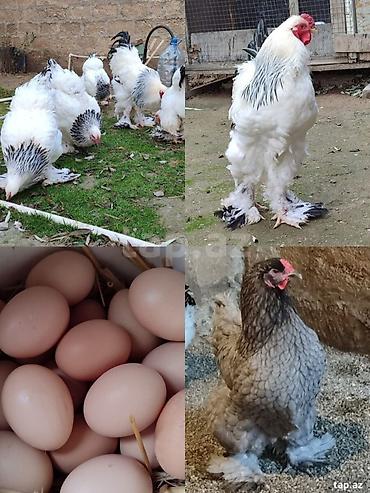 ağ baliq: Brahma cinsi toyuqlar və yumurtaları - Cins: Brahma (ağ-qara “light” — 1