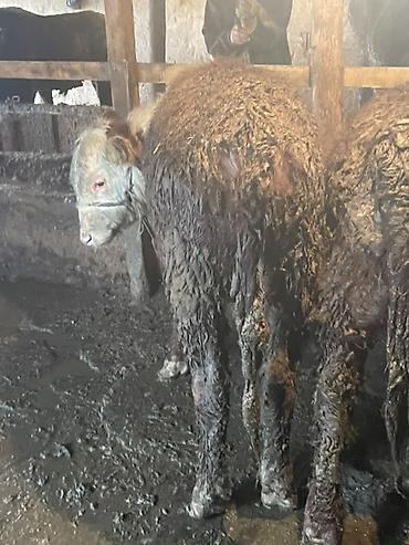 Коровы, быки: Продаю | Бык (самец) — 14