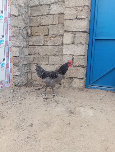 Xoruzlar: Məhsul: Ev şəraitində saxlanılan uzun quyruğ Alman sortu olan astralop — 13