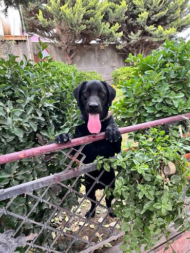 çoban itləri: Labrador-retriver, 11 ay, Erkek, Ünvandan götürmə