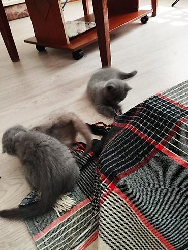 янтарный: Шотландские котята, окрасы серый (blue) и кремовый. На фото — малыши с — 1