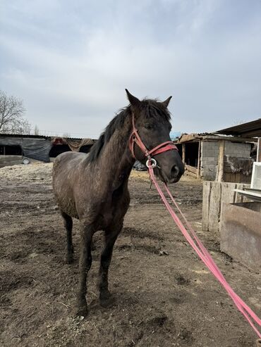 Лошади, кони: Продаю | Жеребец | Рабочий — 8