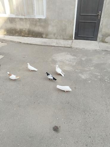 goyərcin yuvalari: Təcili satılır 23 quş 140 manat gəncə — 4