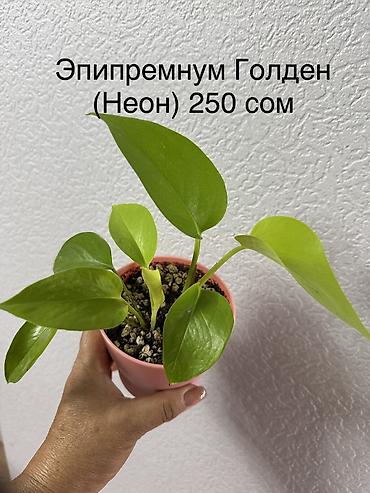 Декабристы: Укорененные черенки/отростки. Адрес 8 мкр — 8
