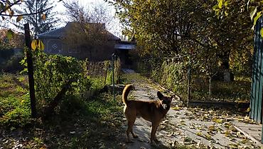 Продажа коттеджей и домов: Дом из пяти комнат имеется хоз постройки сарай на 10 голов, два — 2