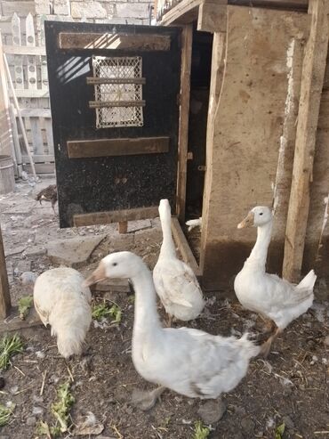 Digər quşlar: Linda qazları.temiz linda qazlaridi,qarisigi yoxdu.hamsi 1 yerde