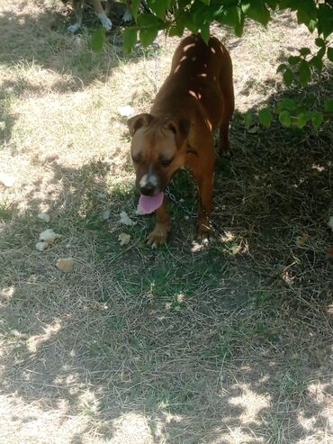 it şəkilləri: Pitbul, 7 ay, Erkek, Ünvandan götürmə