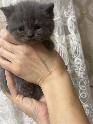бесплатные котята в душанбе: Британская, В добрые руки, Самовывоз, Бесплатная доставка, Платная доставка — 4