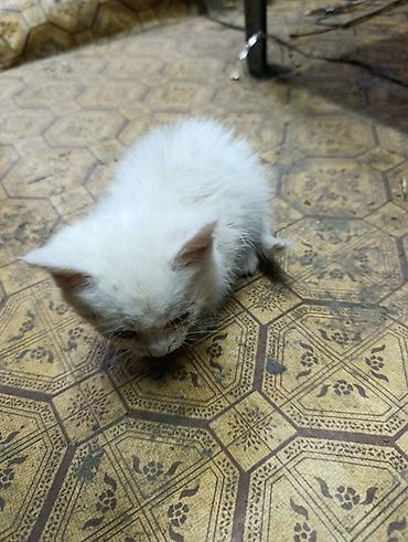 Отдам даром кошку: Котята даром, есть кошка веслоухая 1 год тоже даром в хорошие руки — 9
