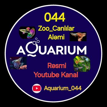 Akvarium aksessuar və ləvazimatları: Bu kanal akvarium canlılarını sevən hər kəs üçünü nəzərdə tutulub