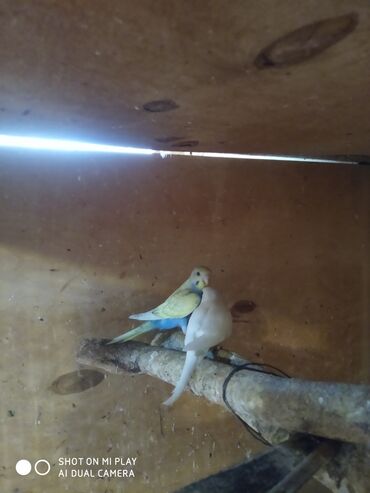 Tutuquşları: Valnisti papuqaylar satilir tutuquşular coxdu renbow var onun qiyməti — 5