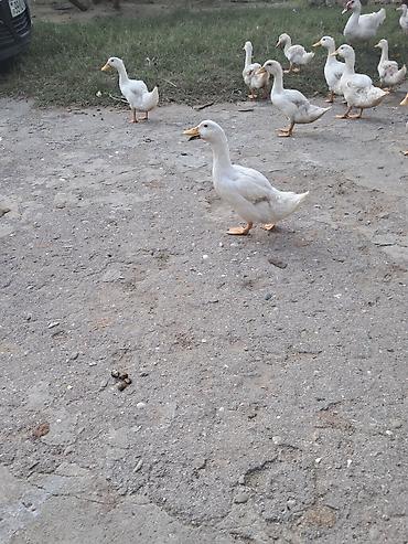cucə yem qabi: Salam ordeyler satilir 2 ayliqdilar — 2