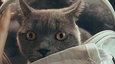 сколько стоят шотландские кошки: Для Вязки!!! Шотландский кот (короткошёрстный тип) серого (голубого) — 1