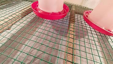 Зоотовары: Брудер для цыплят. универсальный Брудер жожого бодоного коенго хомяка — 22