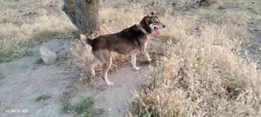 İtlər: 3 il, Erkek, Peyvəndli, Ünvandan götürmə — 5