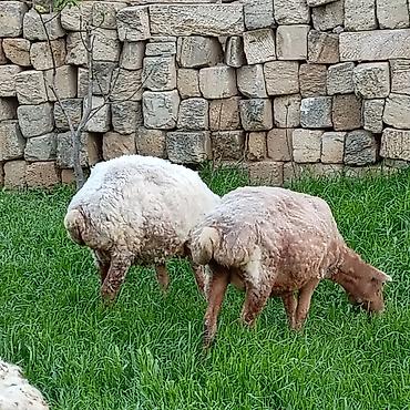 Qoyunlar, qoçlar: Ətlik qoyunlar təcli satılır — 12