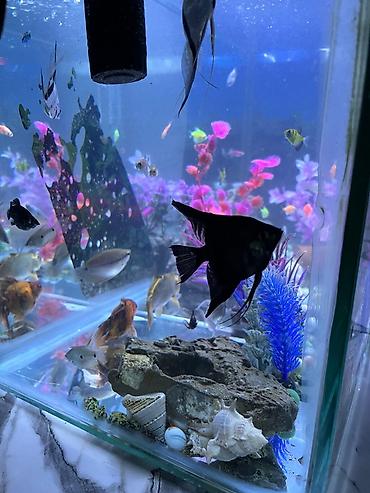 akvarium işığı: Salam. akvarium əla vəziyyətdədi 30 dan çox balıq var hamısını üstə — 6