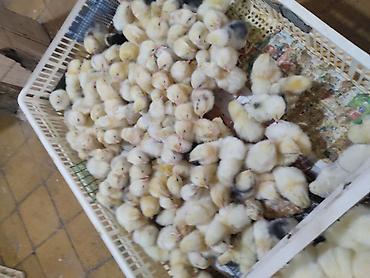 cücə damı: Toyuq cücələri, Damazlıq, Ünvandan götürmə, Pulsuz çatdırılma, Ödənişli çatdırılma — 2
