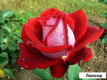 Садовые цветы и кустарники: Саженцы цветка: Розы, Самовывоз, Бесплатная доставка — 5