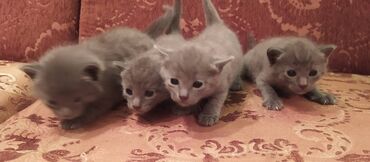 Pişiklər: Britan, Erkək, Dişi — 12