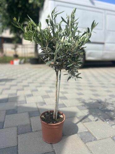 kaputi novi pazar: Visina: 90cm
Cena: 5000 din
Maslina
Igor