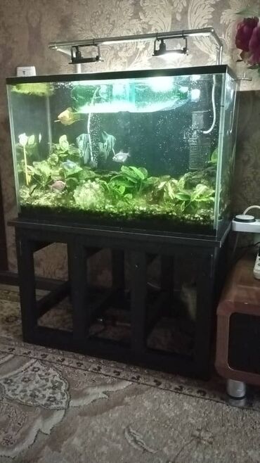 куплю аквариум с рыбками: Продается аквариум с рыбками, объем 70 литров с подставкой