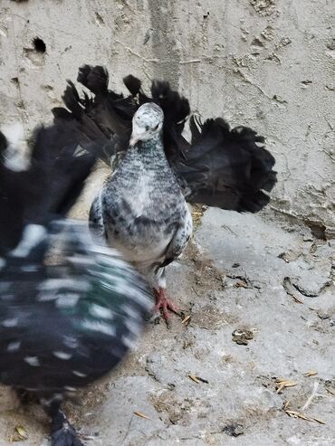 Göyərçinlər: Salam aleykum.Pavlin göyərçinləri satılır.Pavlinlərin sağlamlığına — 17