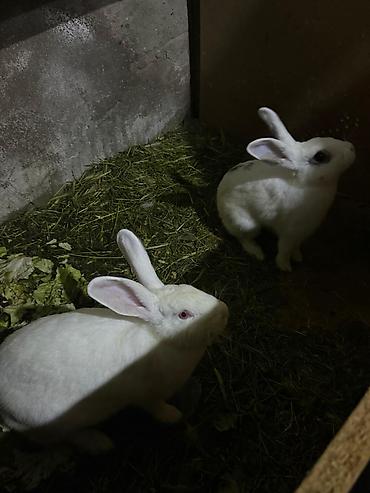 Dovşanlar: Ağ və alaca rəngli ev dovşanları - Növ: Ev/ferma dovşanı - Rənglər — 3