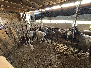 Продам с/х животных: Продаю | Овца (самка) | Для разведения | Матка — 4