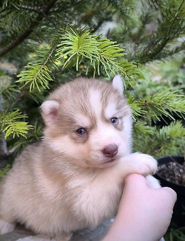 американский булл: Хаски, 1 месяц, Самец, С прививкой, С родословной — 2