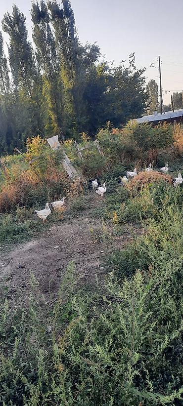 цыплята оптом: Продаю | Куры, Петух — 7
