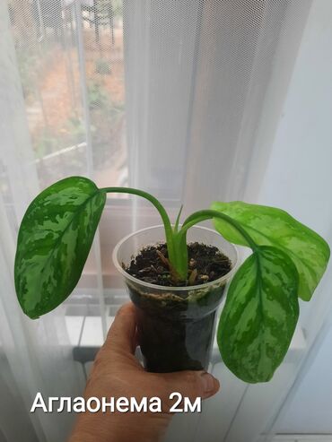 Otaq bitkiləri: Otaq bitkiləri kolleksiyası 1) Papоротnik – 20 m - Sərfəli otaq — 28