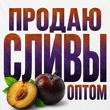 🍑 **СВЕЖАЯ СЛИВА ОПТОМ ИЗ ТАЛАСА** 🍑 Ищете качественную сливу? У нас