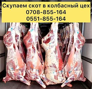 С/х животные и товары: Колбасный цех : Коровы, быки, | Забитый — 1