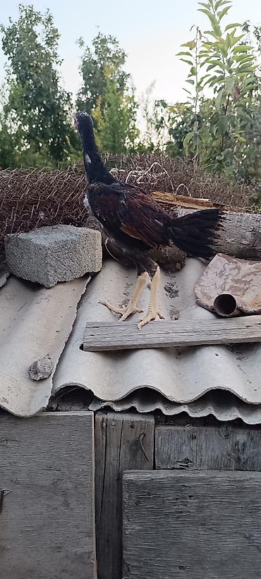 danişan quş: Heyratı becə tam saglam heyvandi 3 ayliq cinsi qani temiz heyvandi — 4