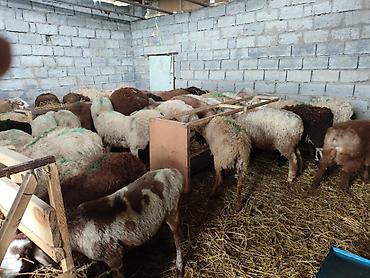 Баран, овца: Продаю | Баран (самец) | Для разведения | Ярка — 3