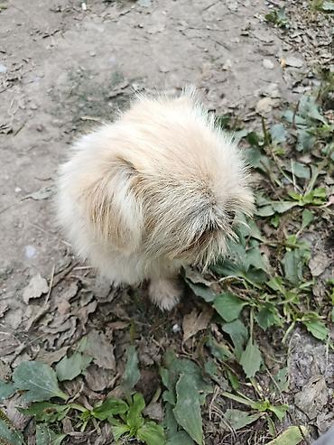 İtlər: Pekines, 1 il, Erkek, Ünvandan götürmə — 7