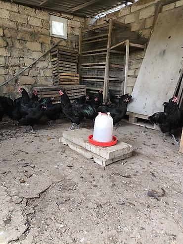 Toyuqlar: Toyuq, Australorp, Yumurtalıq — 3