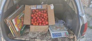 Овощи, фрукты: Свежие помидоры в наличии 
Одна коробка 650 сом 
кг 25 сом,спешите