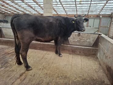 продам домик для кошки: Продаю | Корова (самка) | Алатауская, Швицкая | Для разведения, Для молока | Племенные, Стельные