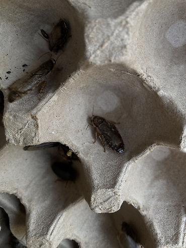 мучные черви: Тараканы мраморные (Nauphoeta cinerea) — кормовые насекомые Подходят — 4