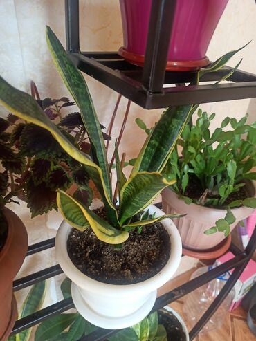 Другие комнатные растения: Цветок, большой — 7