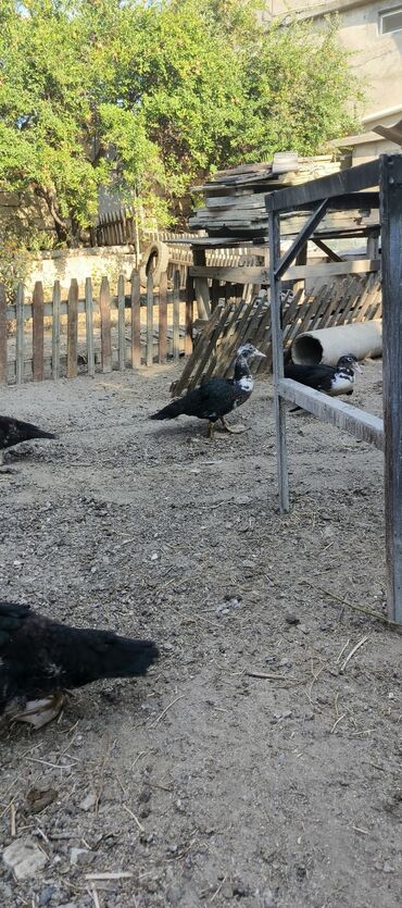 ördək yumurta: Erkək, | Lal ördək, Damazlıq, Ödənişli çatdırılma