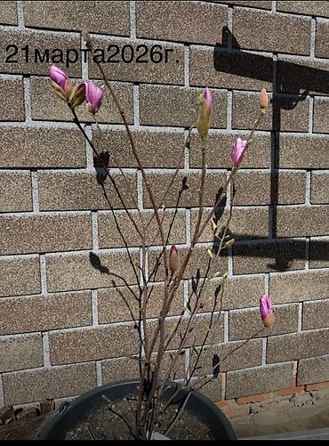 Магнолия: Магнолия - суланжа GENIE Магнолия с закрытой корневой системой — 19