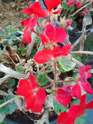 Çöl bitkiləri: Həmişə yaşıl — 19