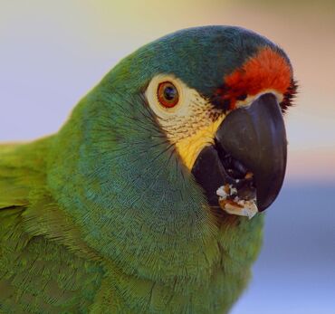şahin quşu: Mini ara (mini macaw) 2 aylıq baladi helekı əl besleme böyüyür 1. 2