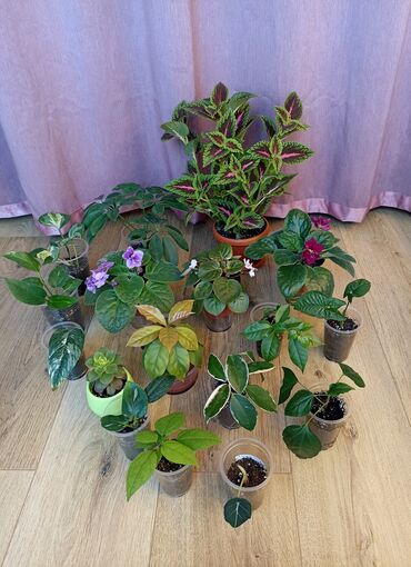гортензия комнатная: Любое растение на фото за 150 сом: Колеус Шефлера Эпипремнум
