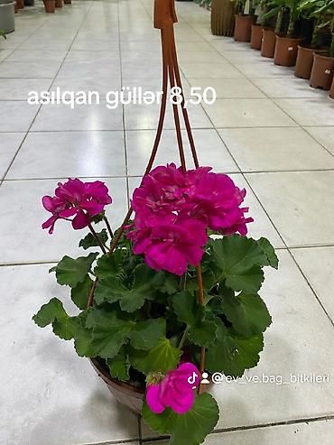 nokia yarpaq: Asılqan qızılqül (qeranıum) – asma vazonda dekorativ çiçək - Növ — 2