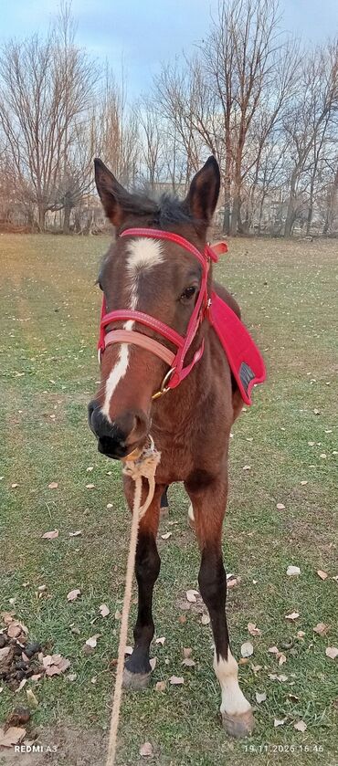 Лошади, кони: Продаю | Жеребенок | Рабочий at lalafo.kg — 11 Лошади, кони: Продаю | Жеребенок | Рабочий — 11