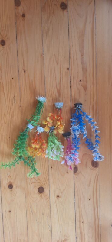 Akvariumlar: Dördbucaq akvarium, Balıqlarla birlikdə, 64 l, Ünvandan götürmə — 17